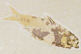 Three Fossil Fish (Knightia) - Wyoming #177316-1